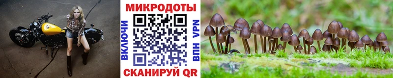 Псилоцибиновые грибы Cubensis  закладки  Глазов 